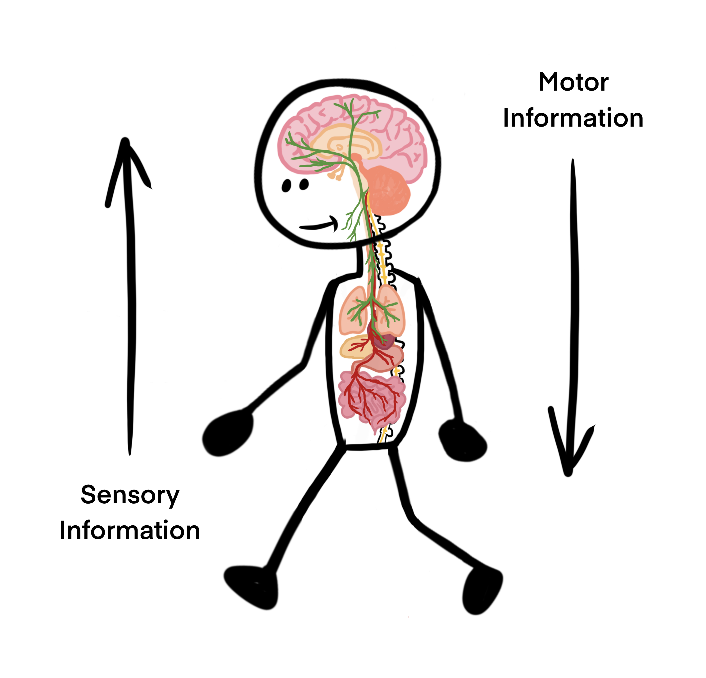 vagus-nerve-sending-information