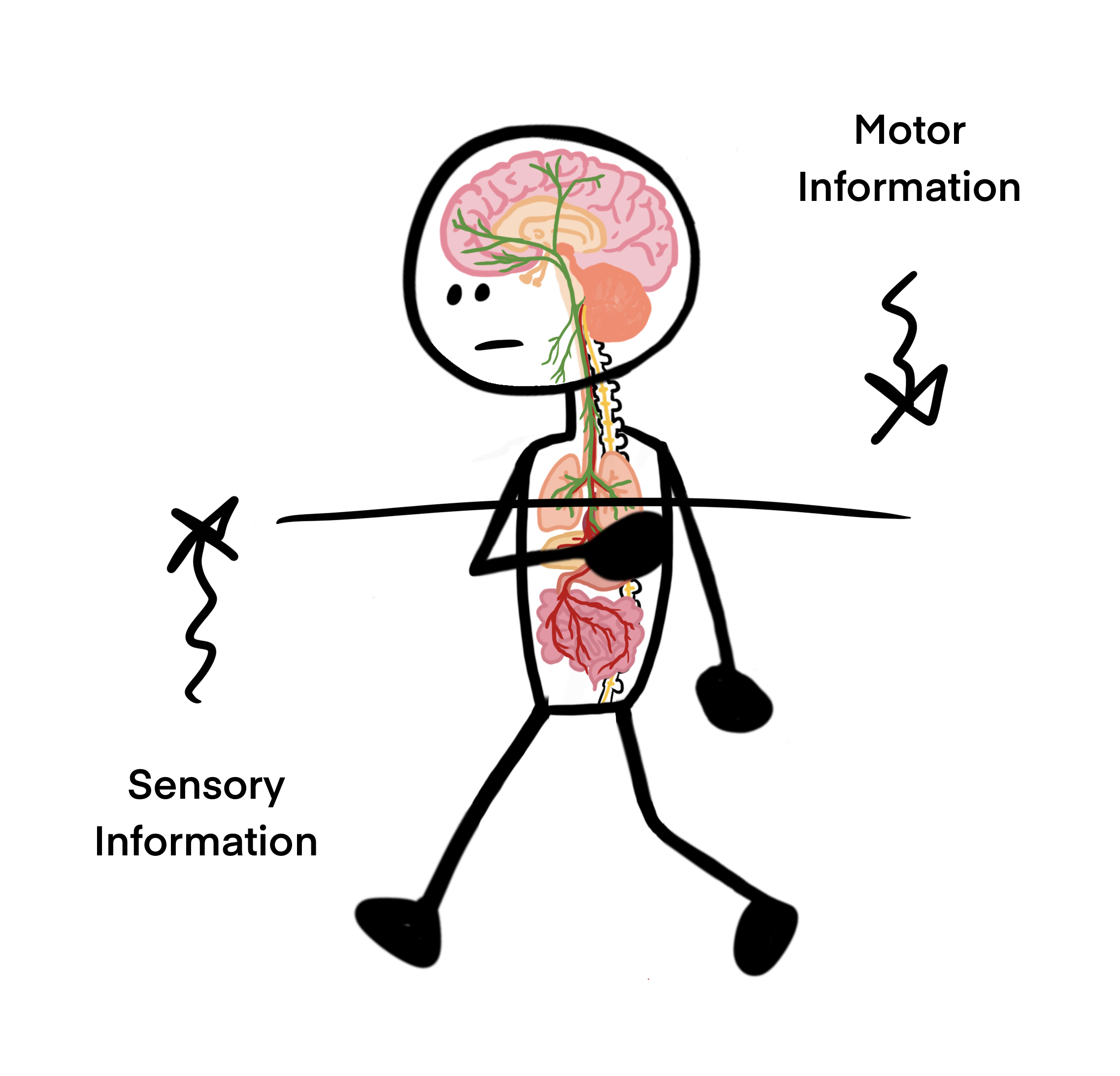 vagus-nerve-sending-information-disconnect