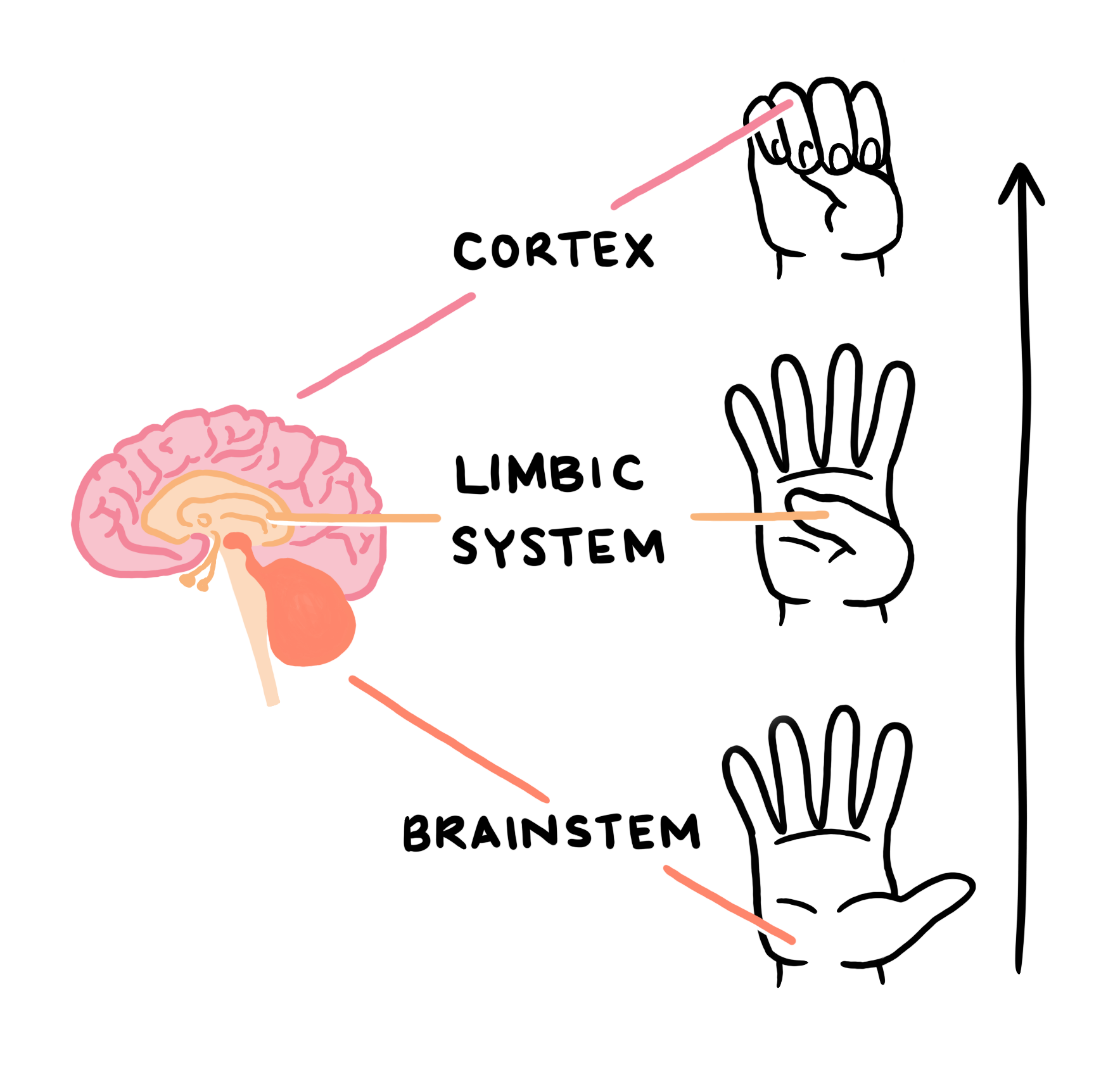 hand-model-brain